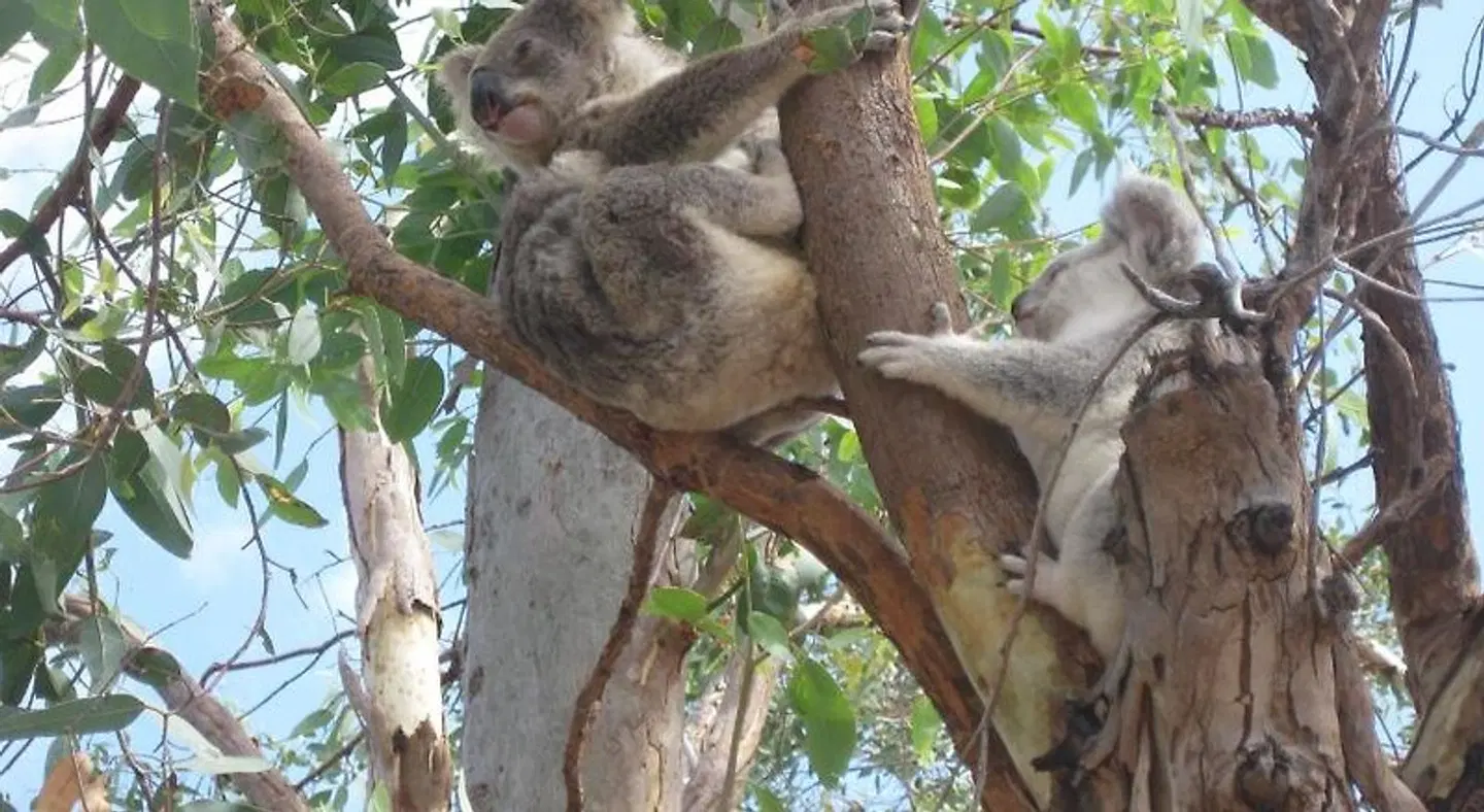 Magnetic Island Bed and Breakfast Tiere