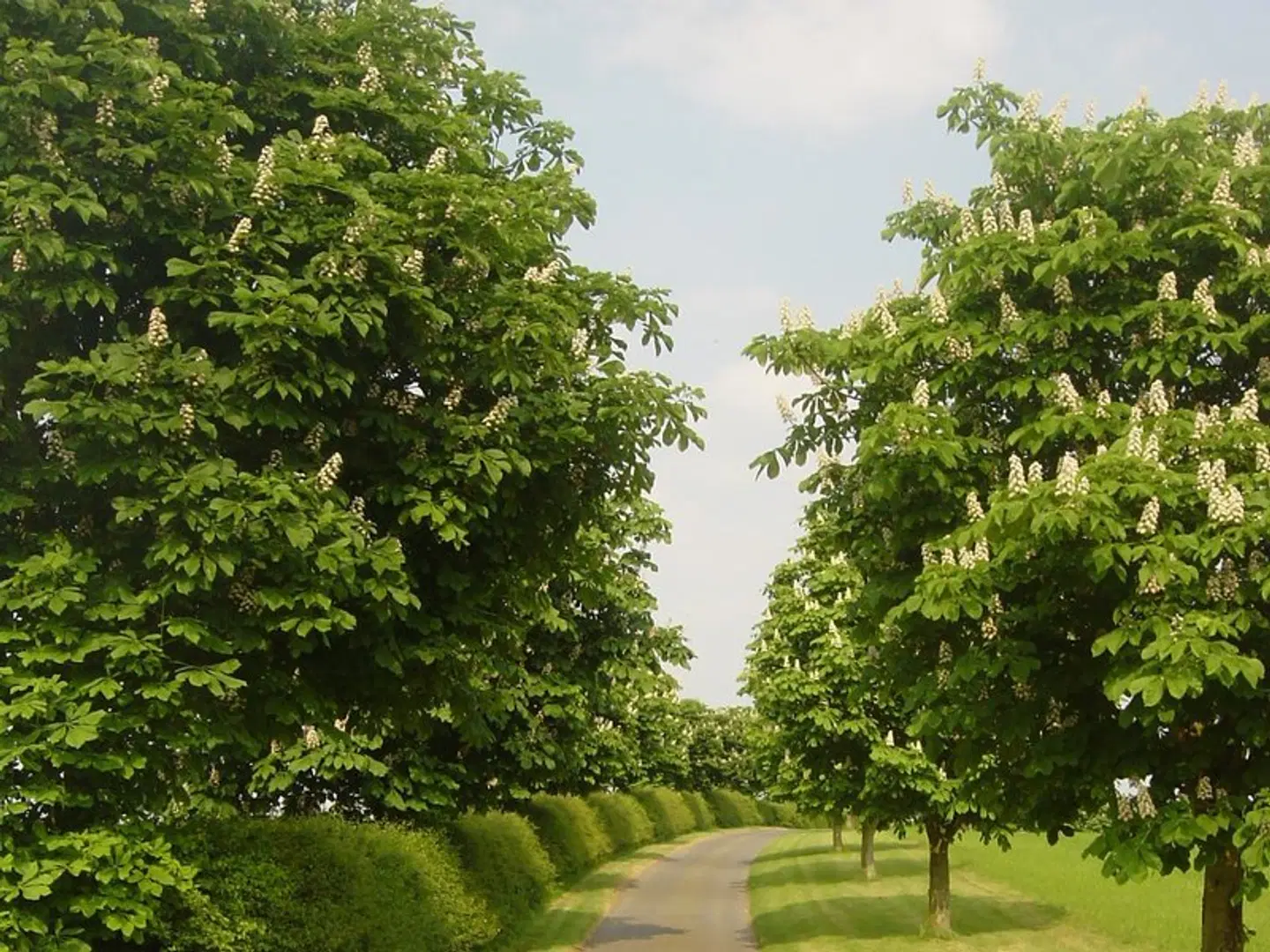 Furtho Manor Farm LANDSCAPE