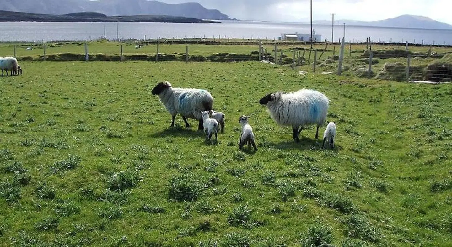 Achill West Coast House Tiere