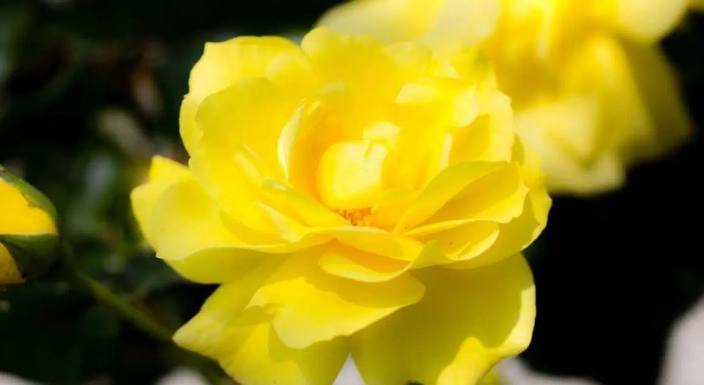 Kathleens Country Landschaft