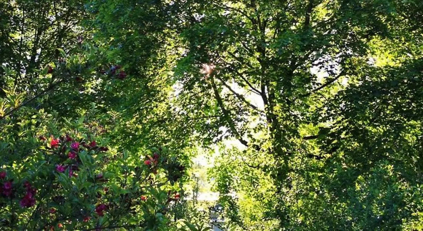 Neu LANDSCAPE