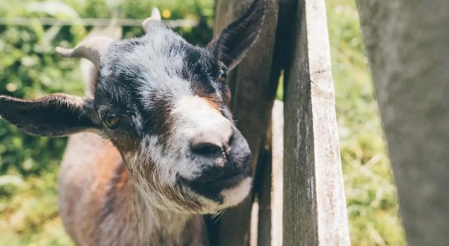 Ferienbauernhof Schwabhof Tiere
