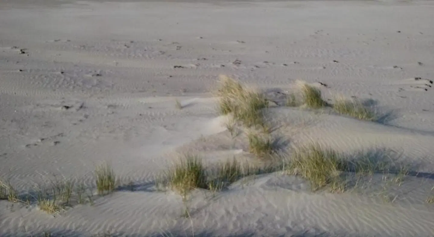 Ocean Lodge B&B LANDSCAPE