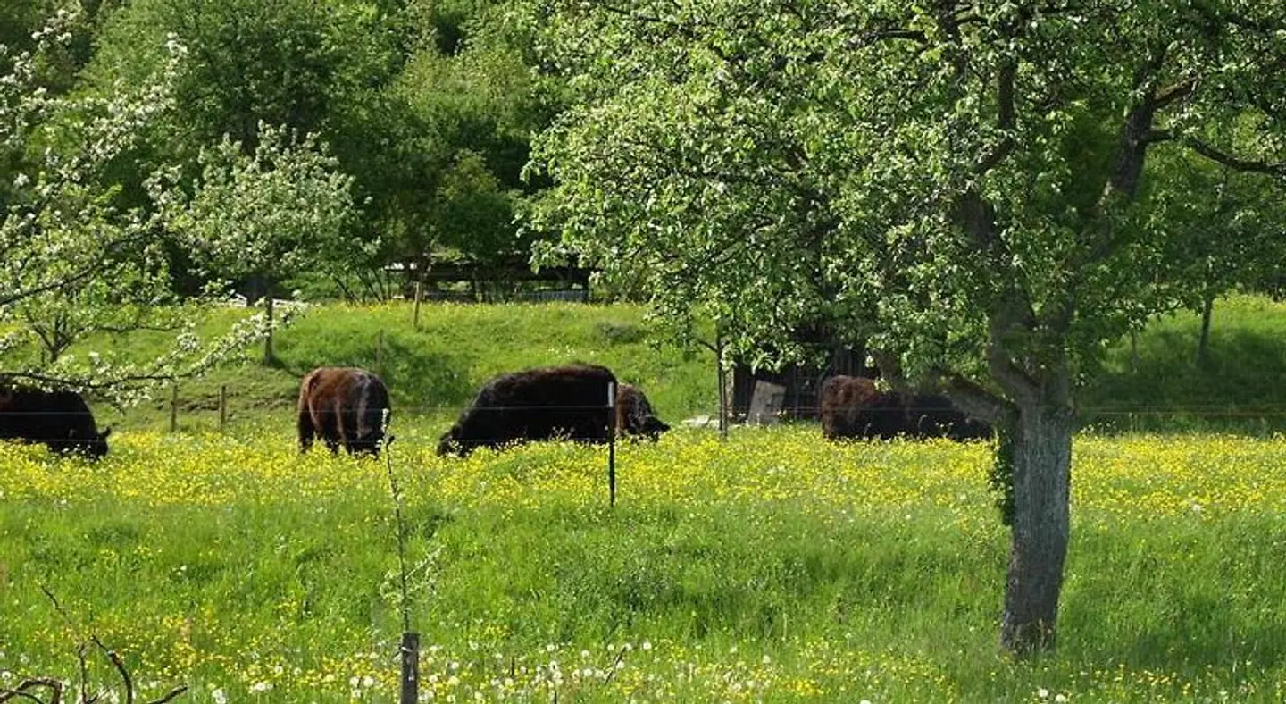 Beim Rinderwirt Garten