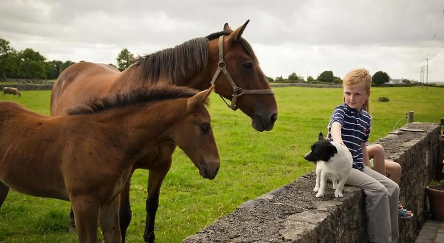 Cahergal Farmhouse B&B Tiere