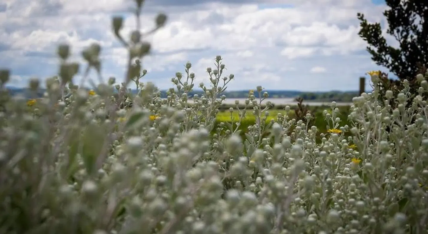 Bunratty Meadows LANDSCAPE