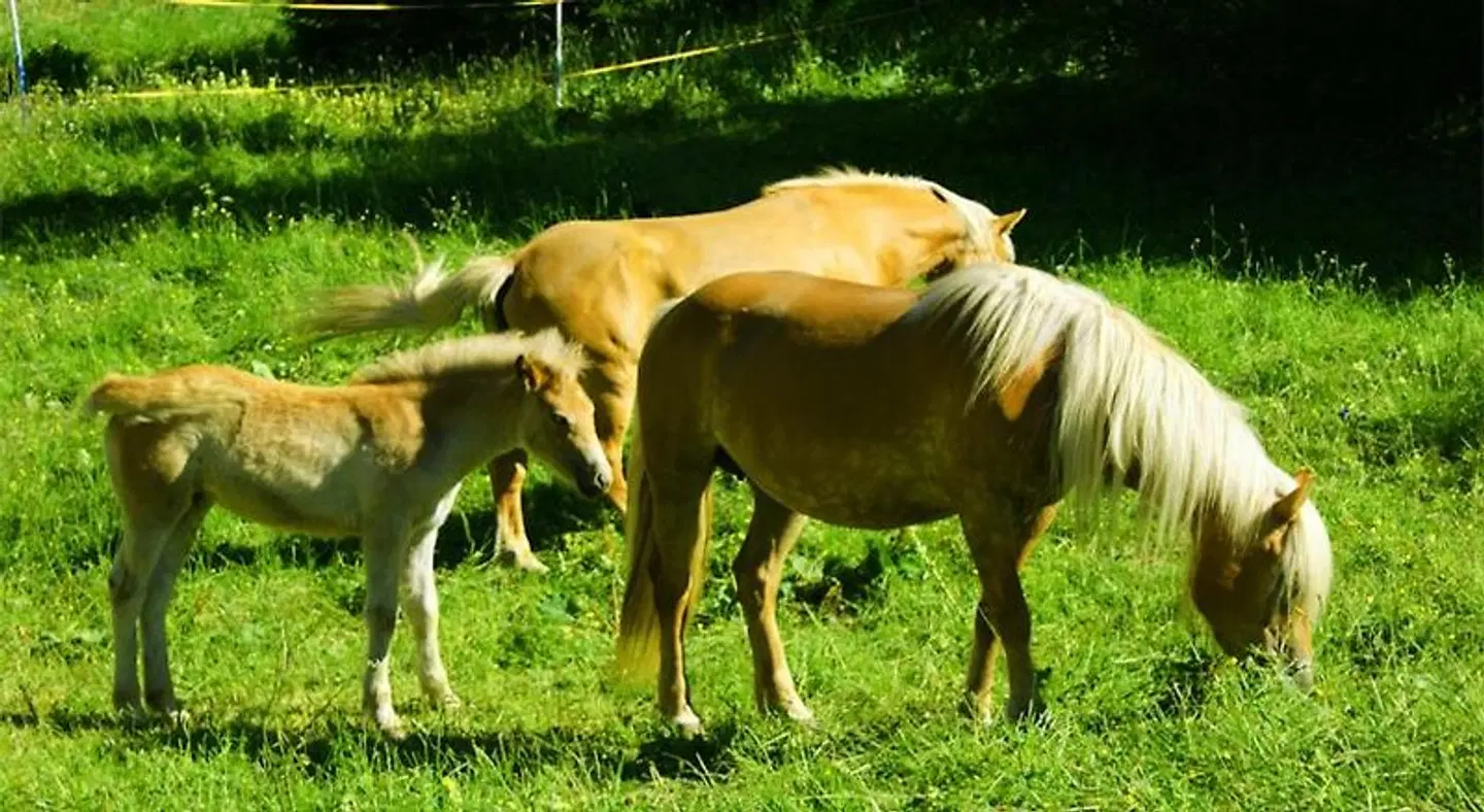 Alpenhof Tiere