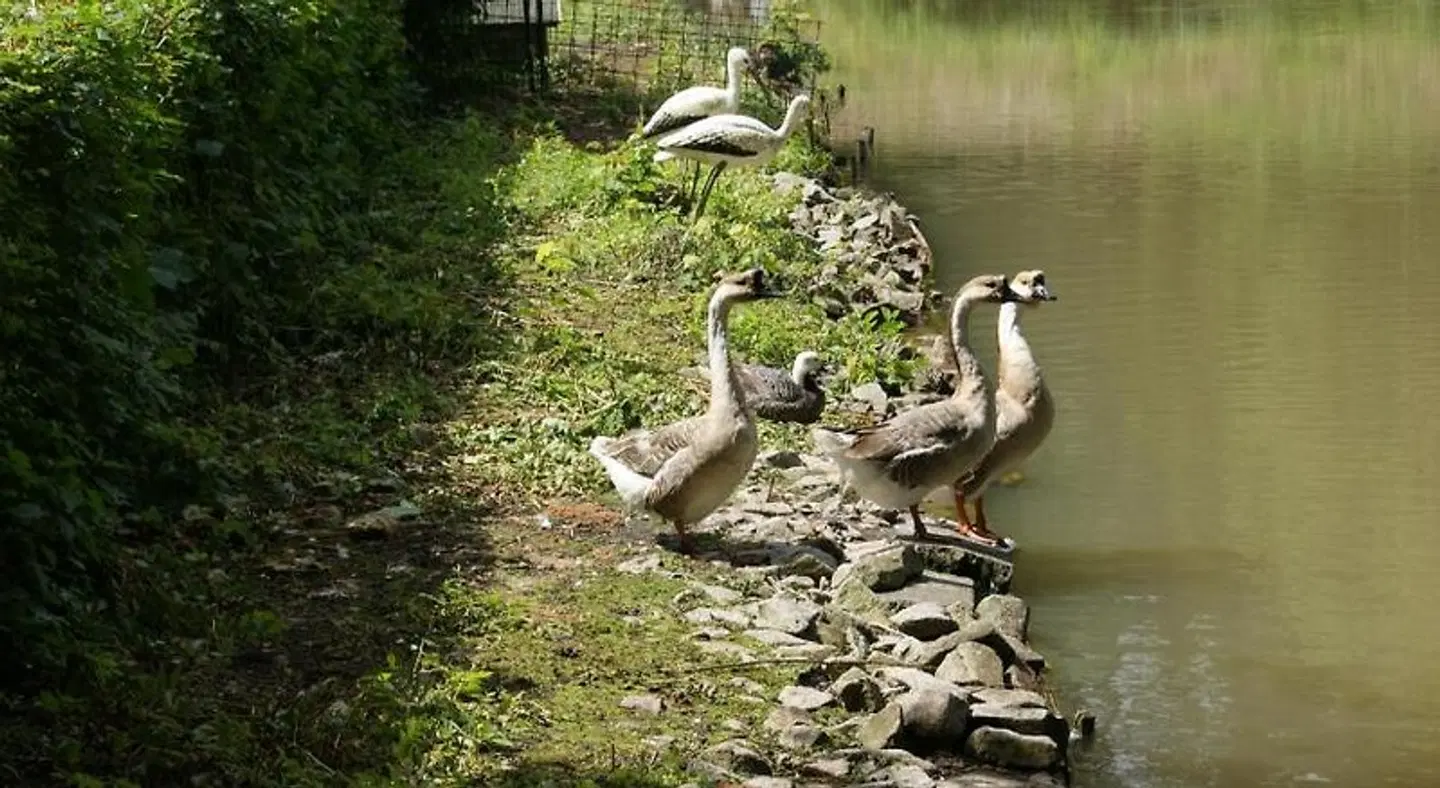 Hotel Restaurant Muckensee Tiere