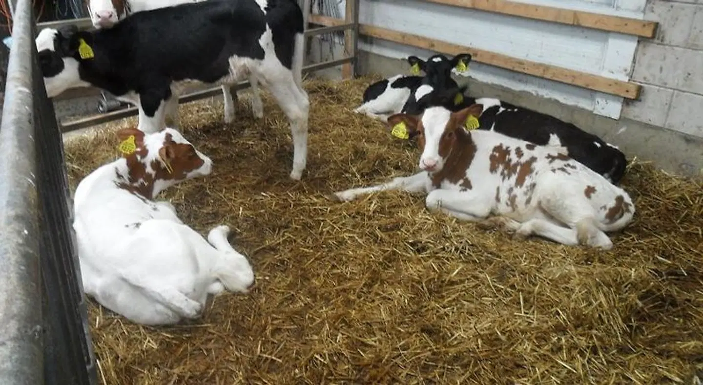 Bed & Breakfast ARKEN AE Tiere