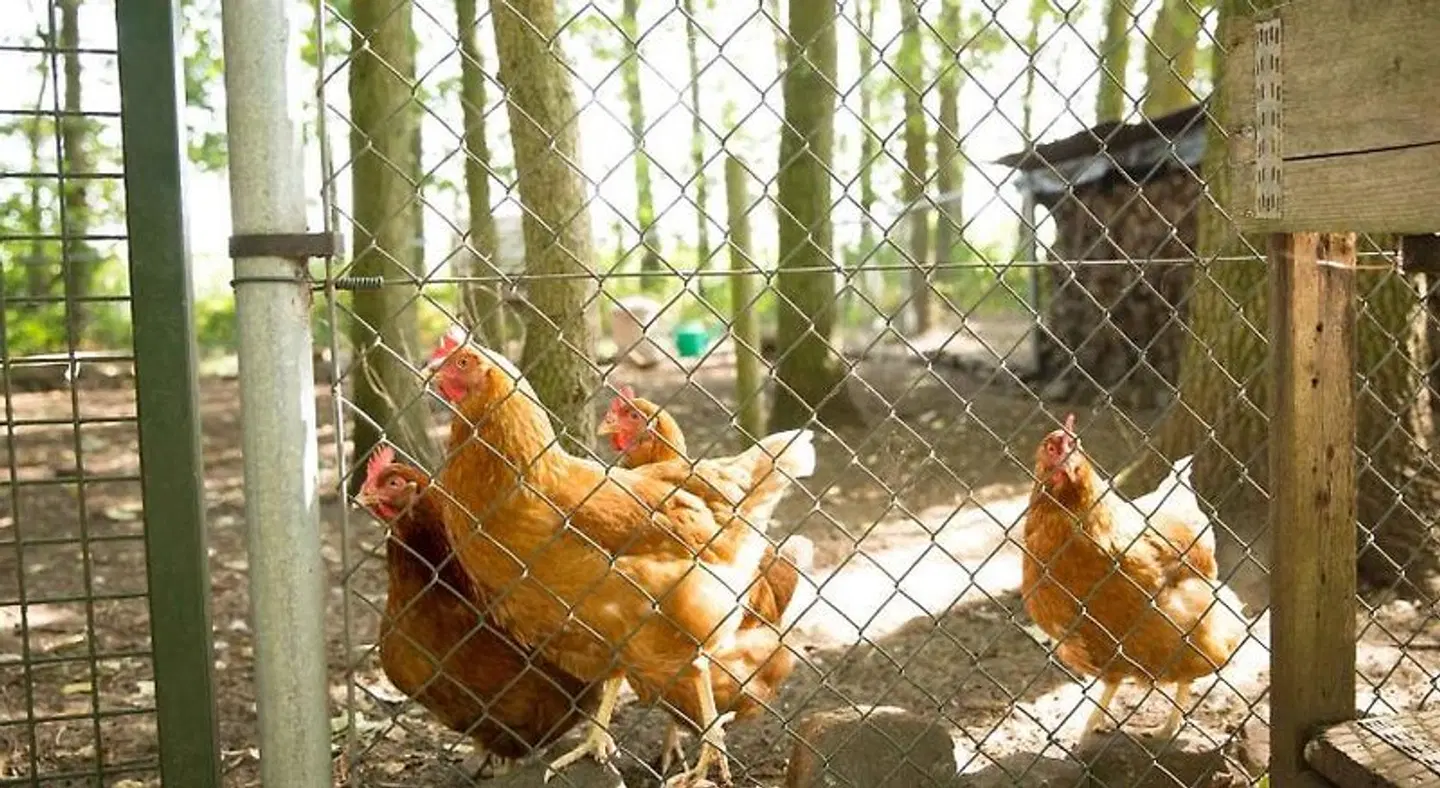 Beej Potters Tiere