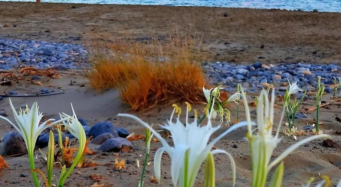 Liviko View LANDSCAPE