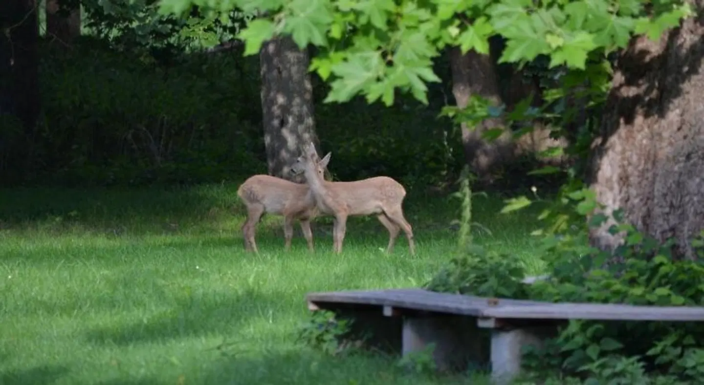 Gut Tribbevitz Tiere