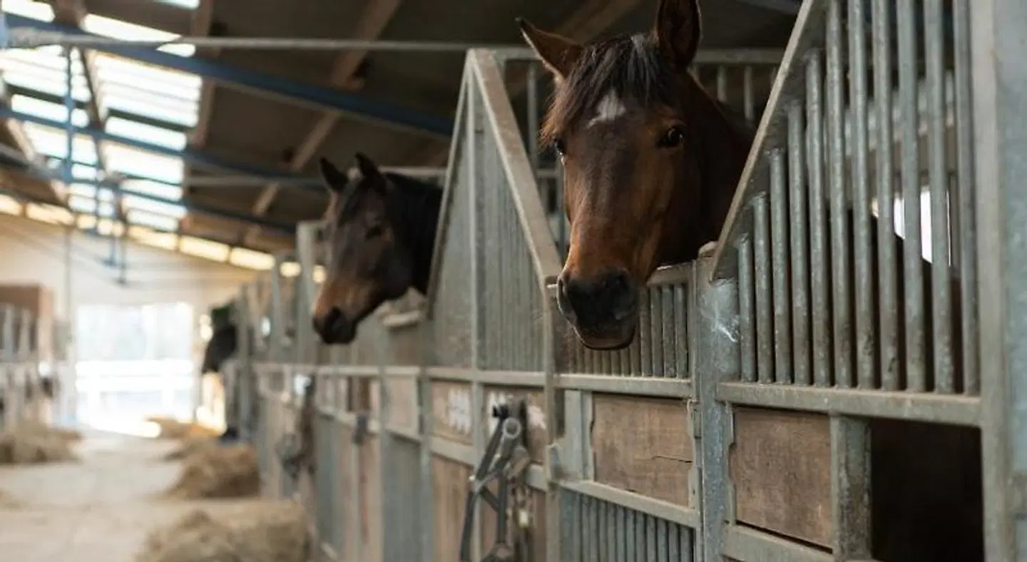 Gut Tribbevitz Tiere