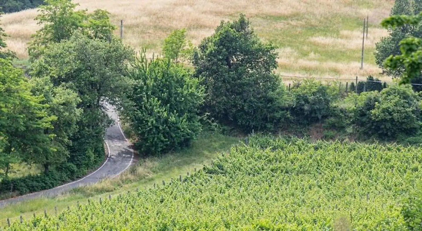 Fattorie di Montechiaro LANDSCAPE