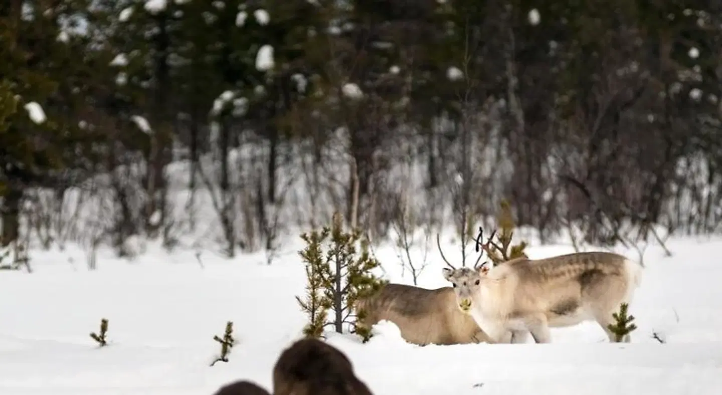 Arctic gourmet cabin Tiere