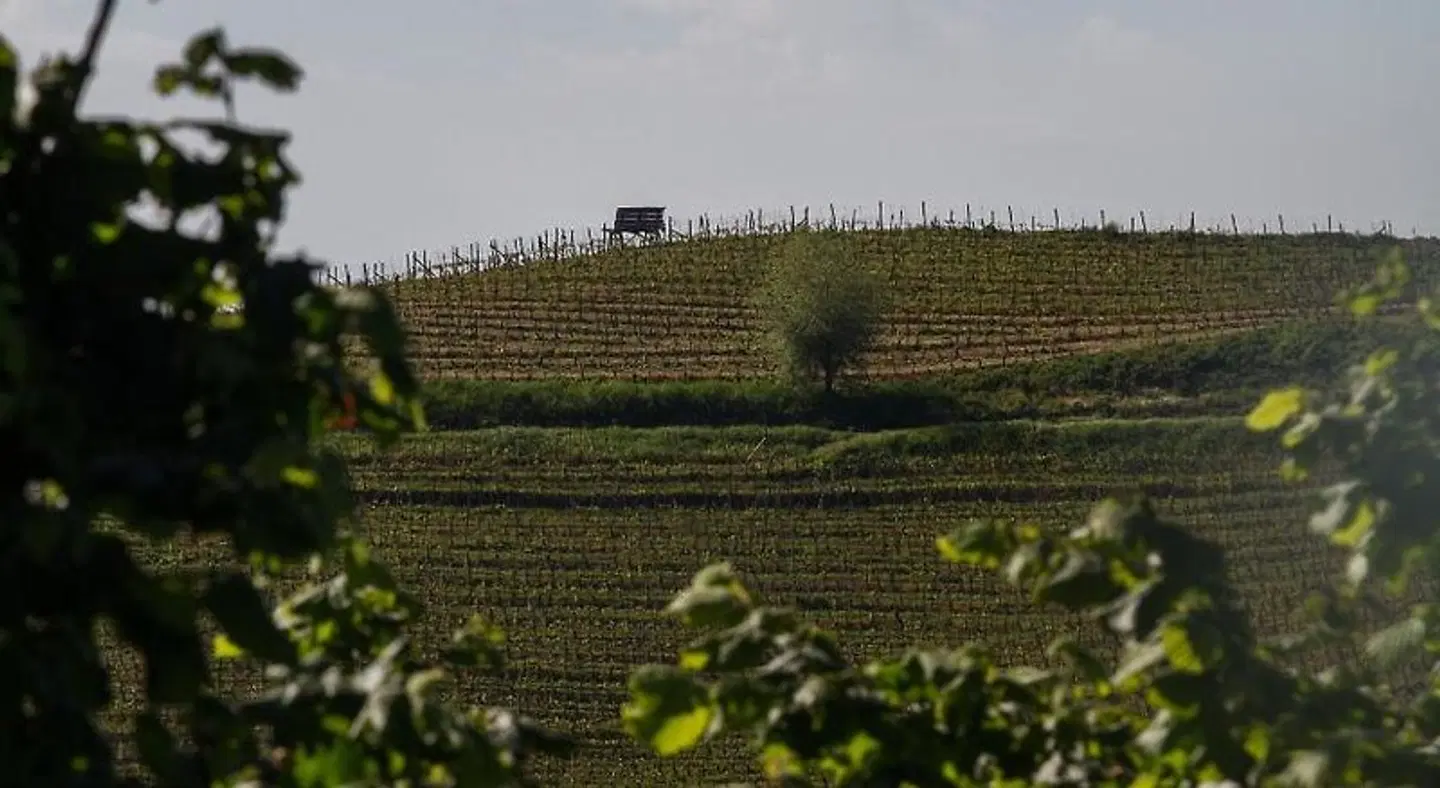 Agriostello delle Langhe LANDSCAPE