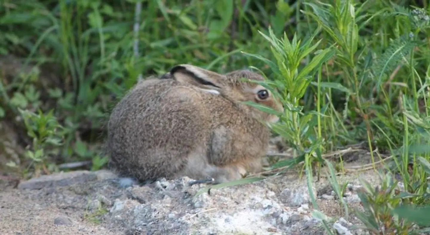 Varangertunet Tiere