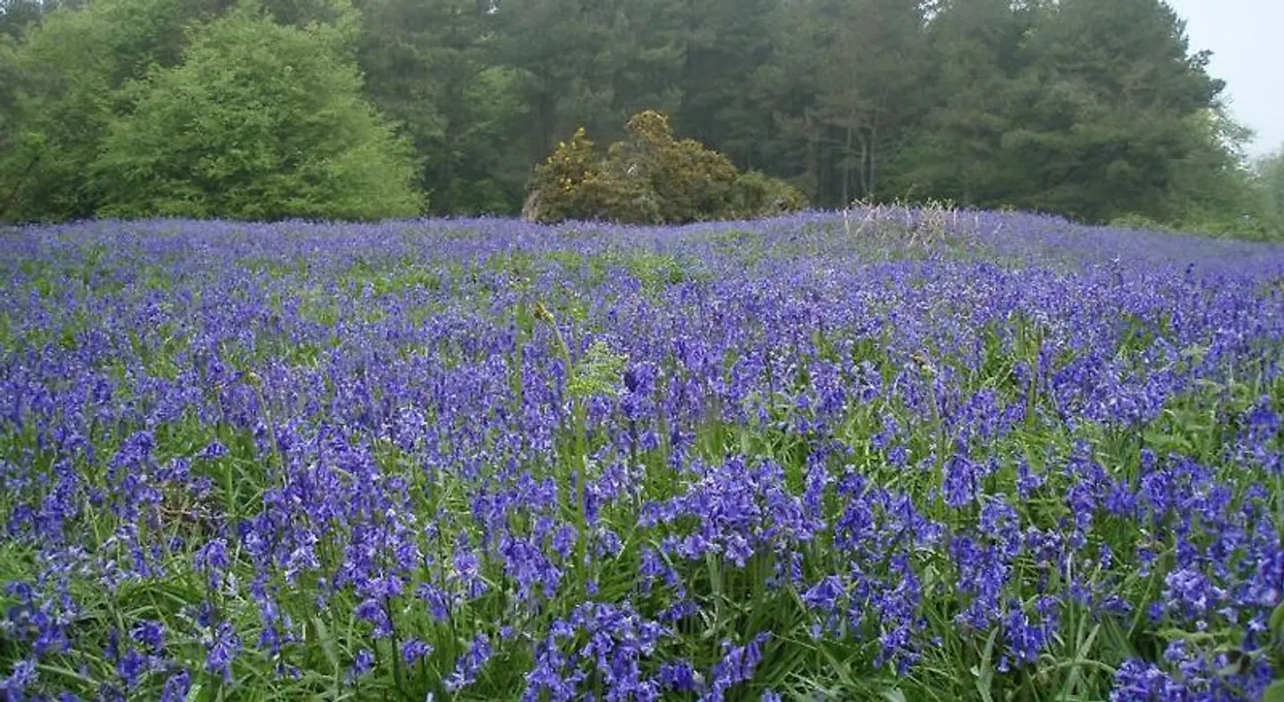 Top Parts Bed & Breakfast LANDSCAPE