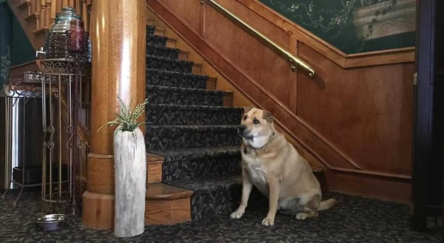 Kalispell Grand Hotel Tiere