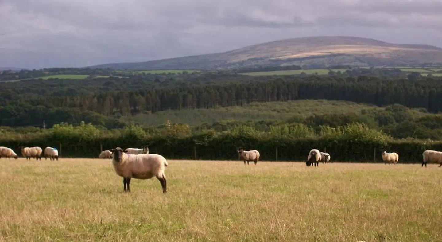 Middletown Farmhouse B&B Tiere