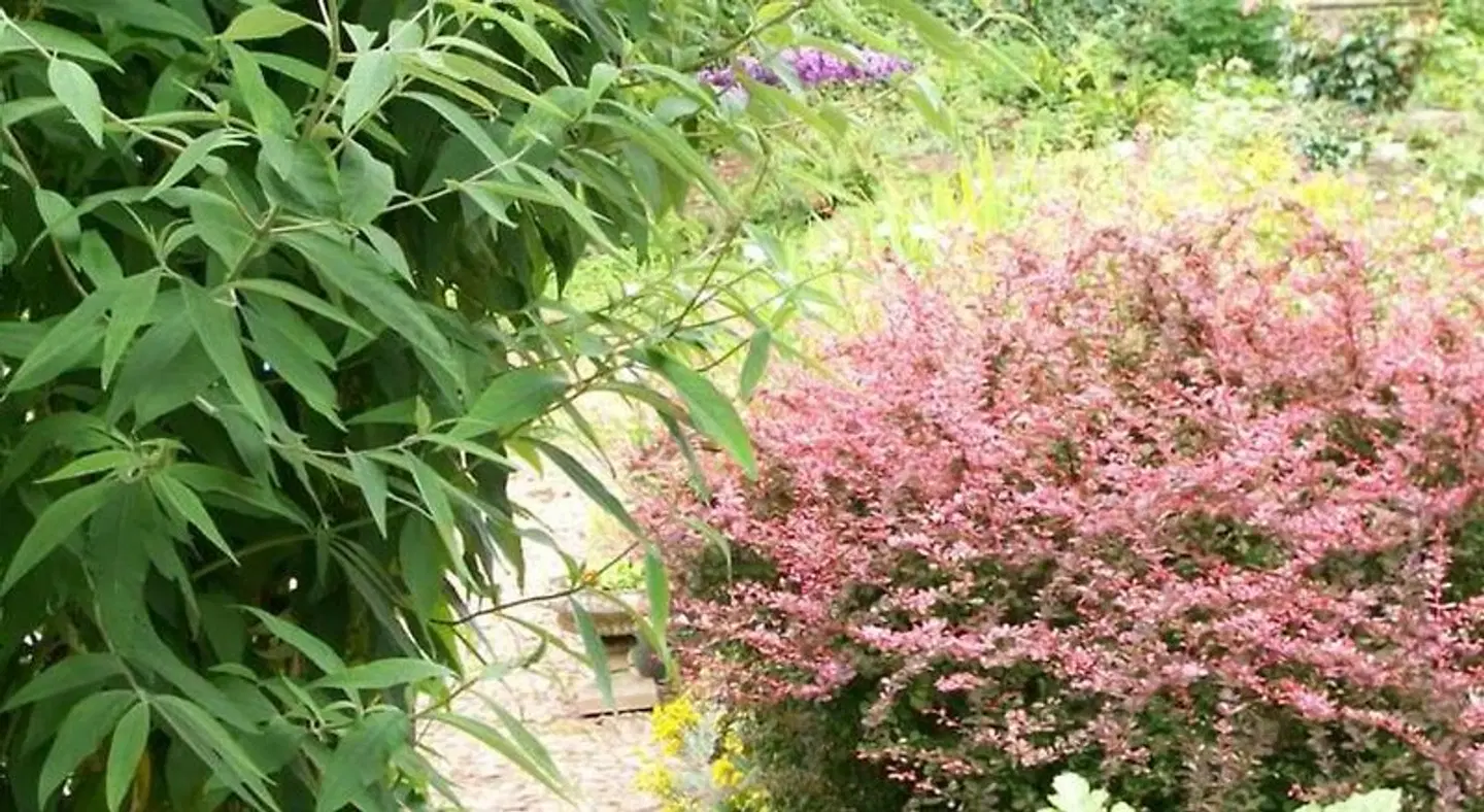 Middletown Farmhouse B&B LANDSCAPE