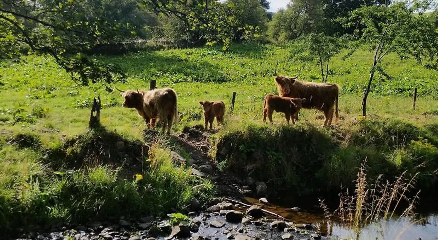 Bankhouse B&B Tiere