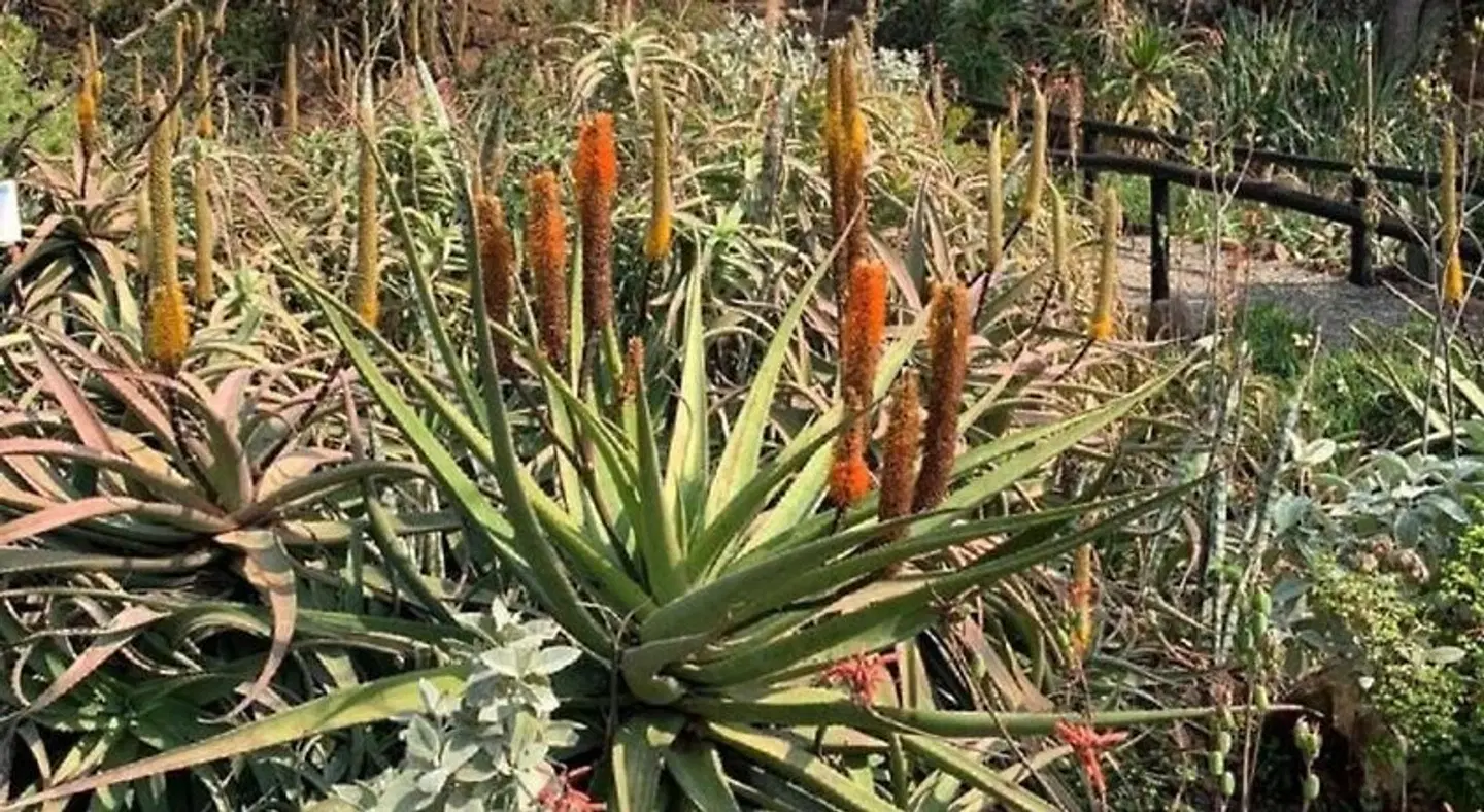 Shayamoya Lodge Tiere