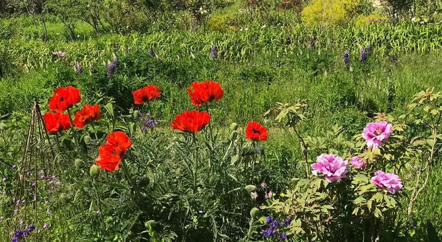 Chambre d'hôtes Coquelicot LANDSCAPE