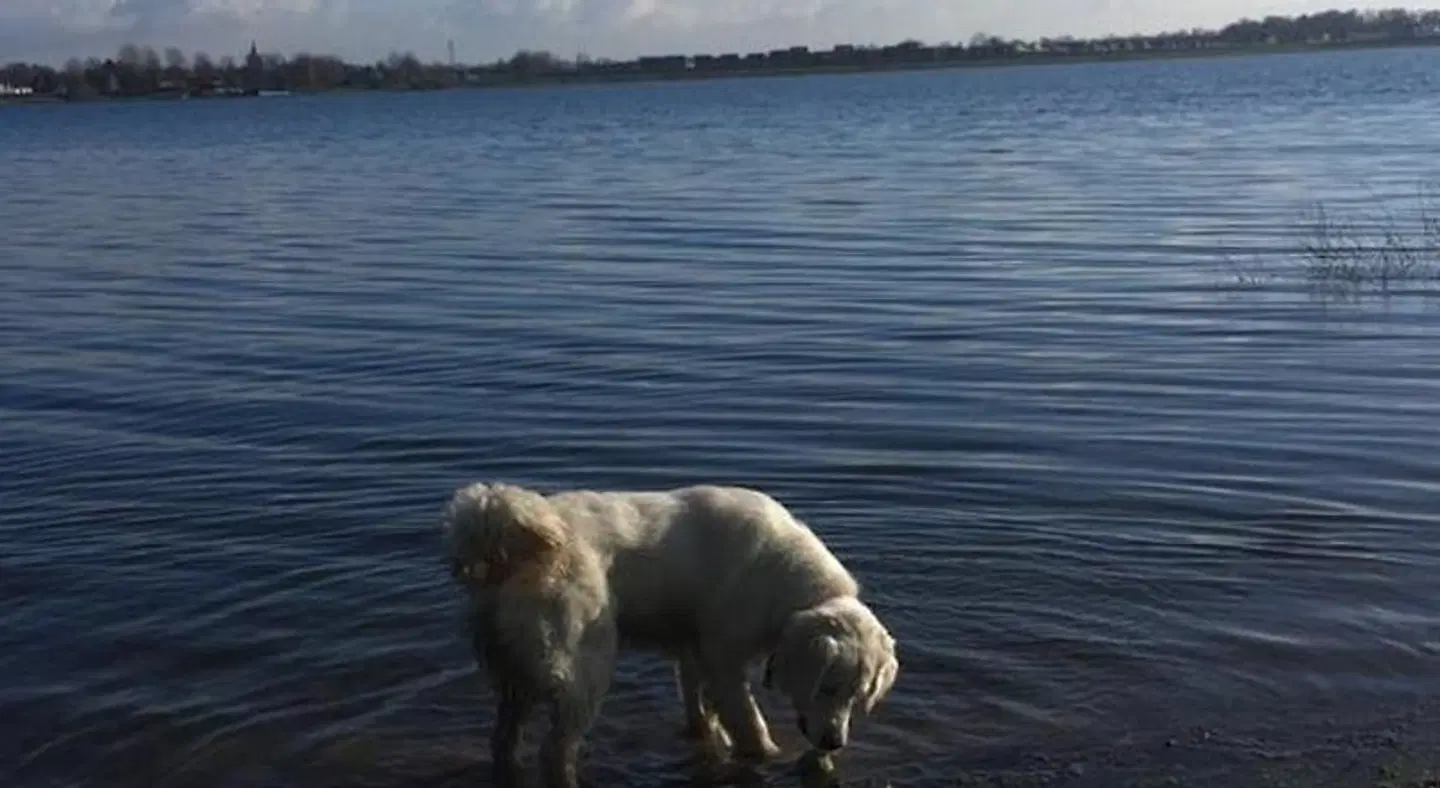 B&B Ool Inclusive Tiere