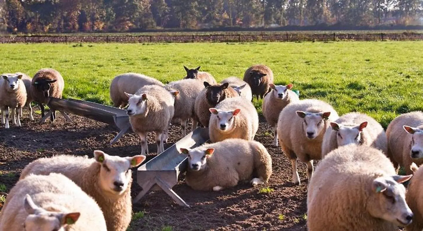De Ouw Skuur Tiere