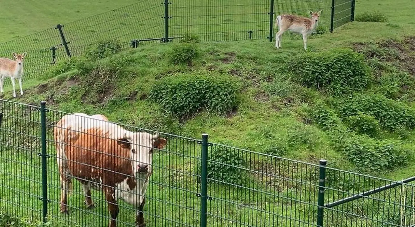 Onder het dak van Brabant Tiere