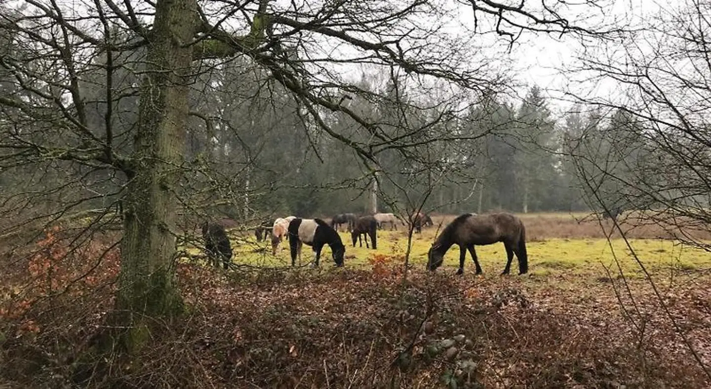 De Kempse Hoeve B&B Tiere