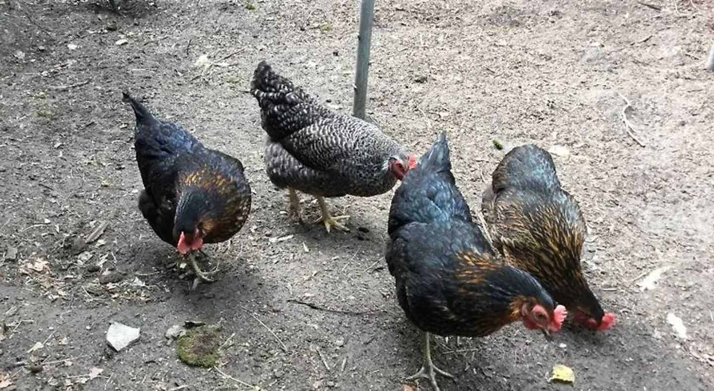 B&B Op 't Eikenschoor Tiere