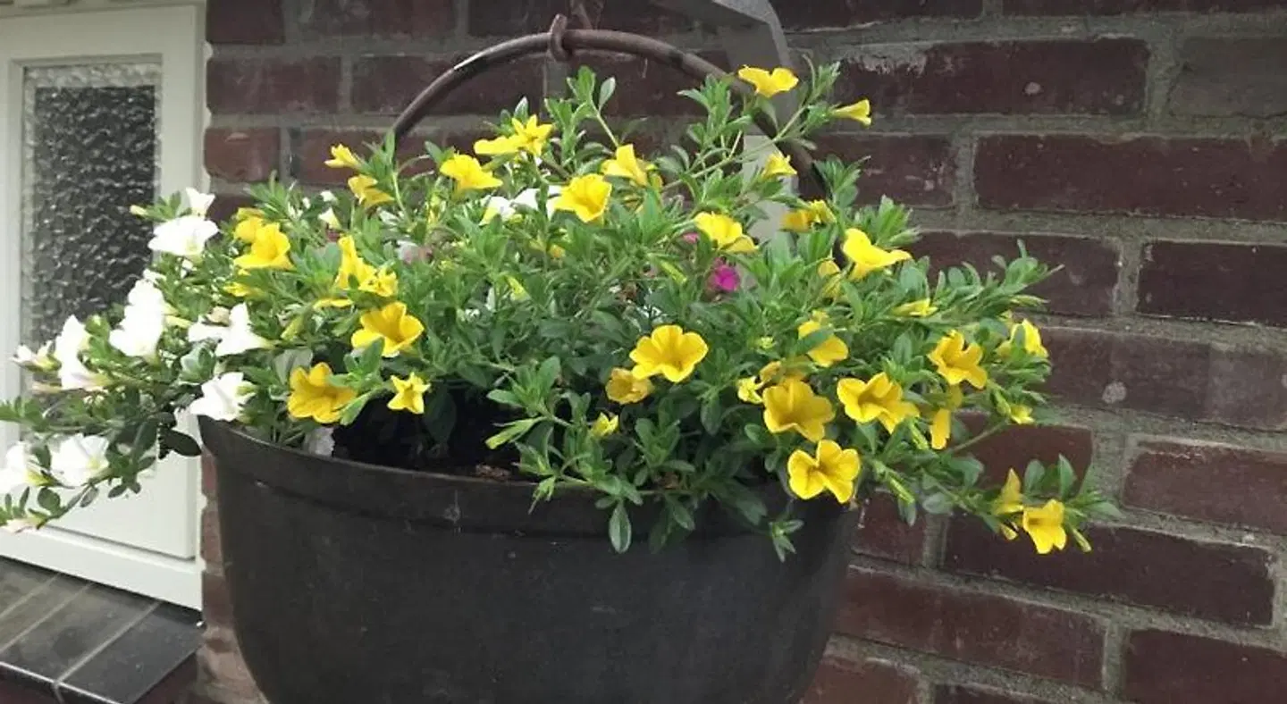 B&B Op 't Eikenschoor Garten