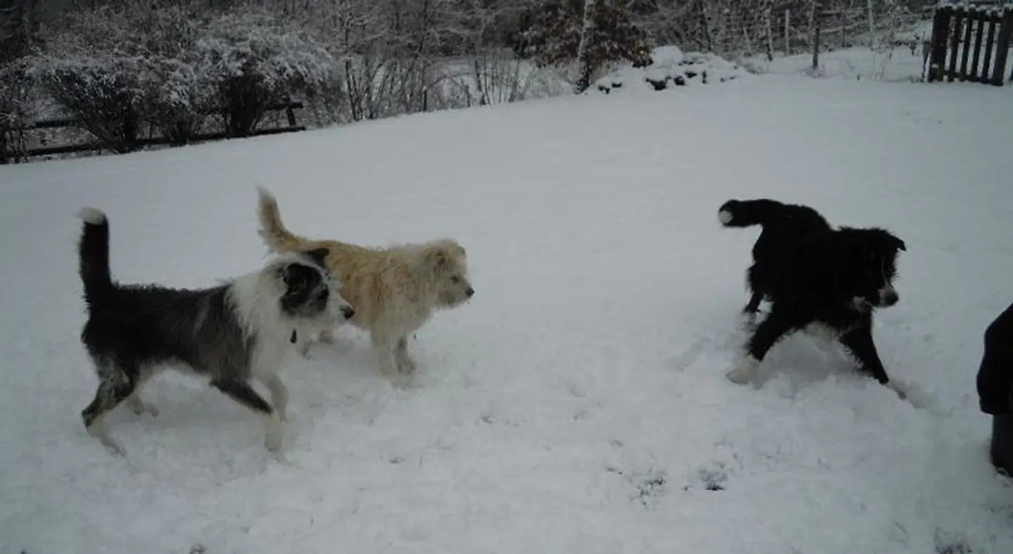 La Grande Ourse Tiere