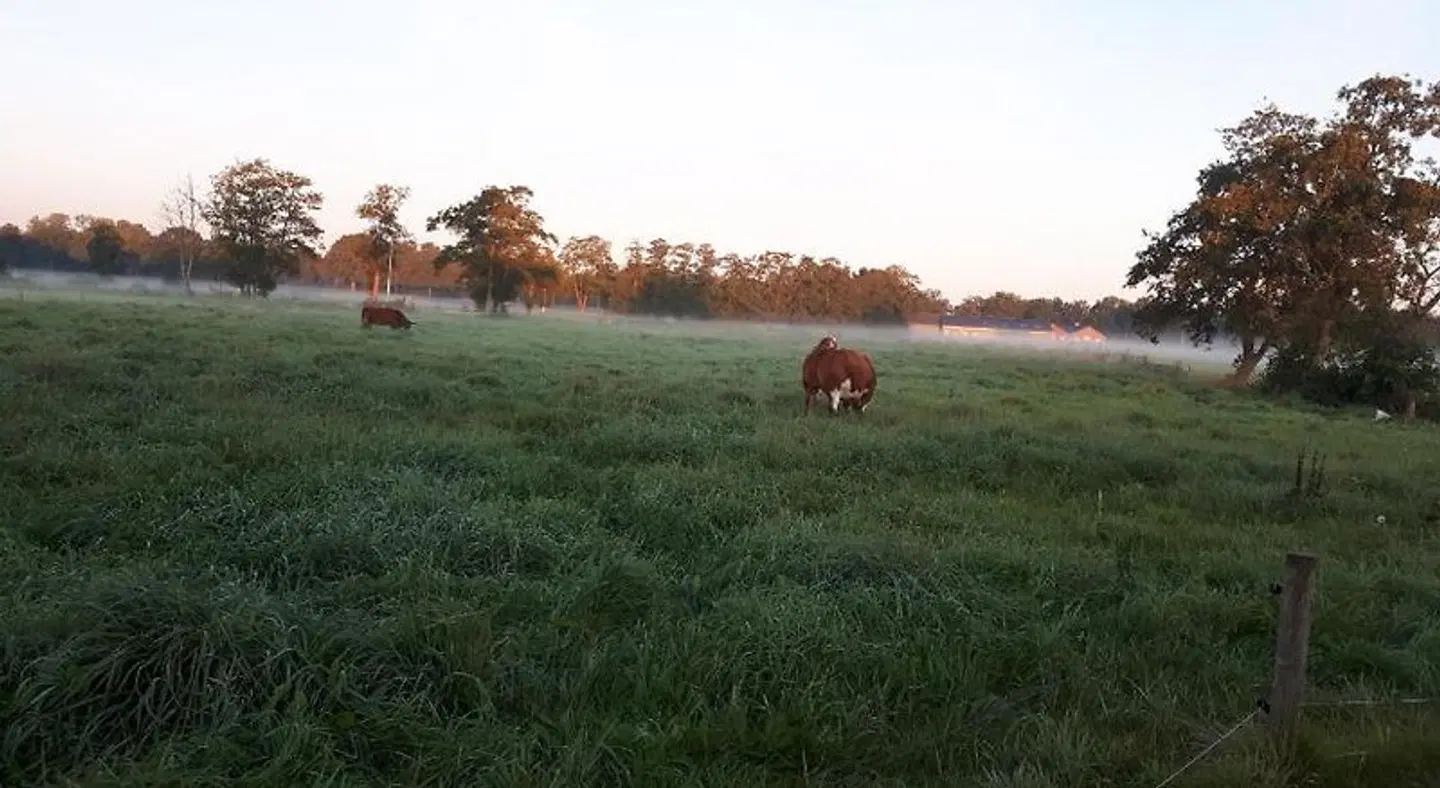 El Manso Tiere