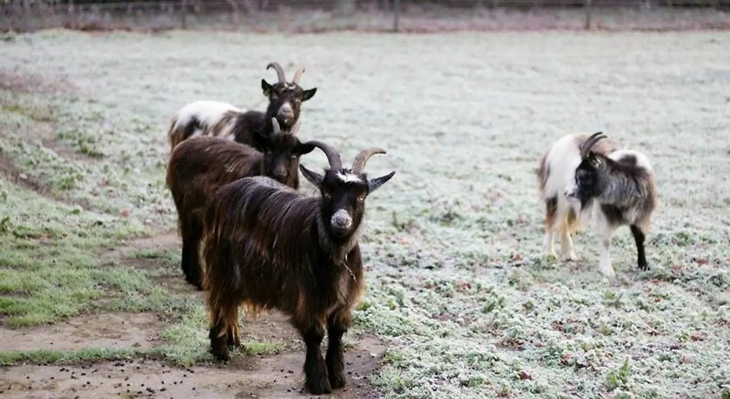 Op d'n Stolberg Tiere