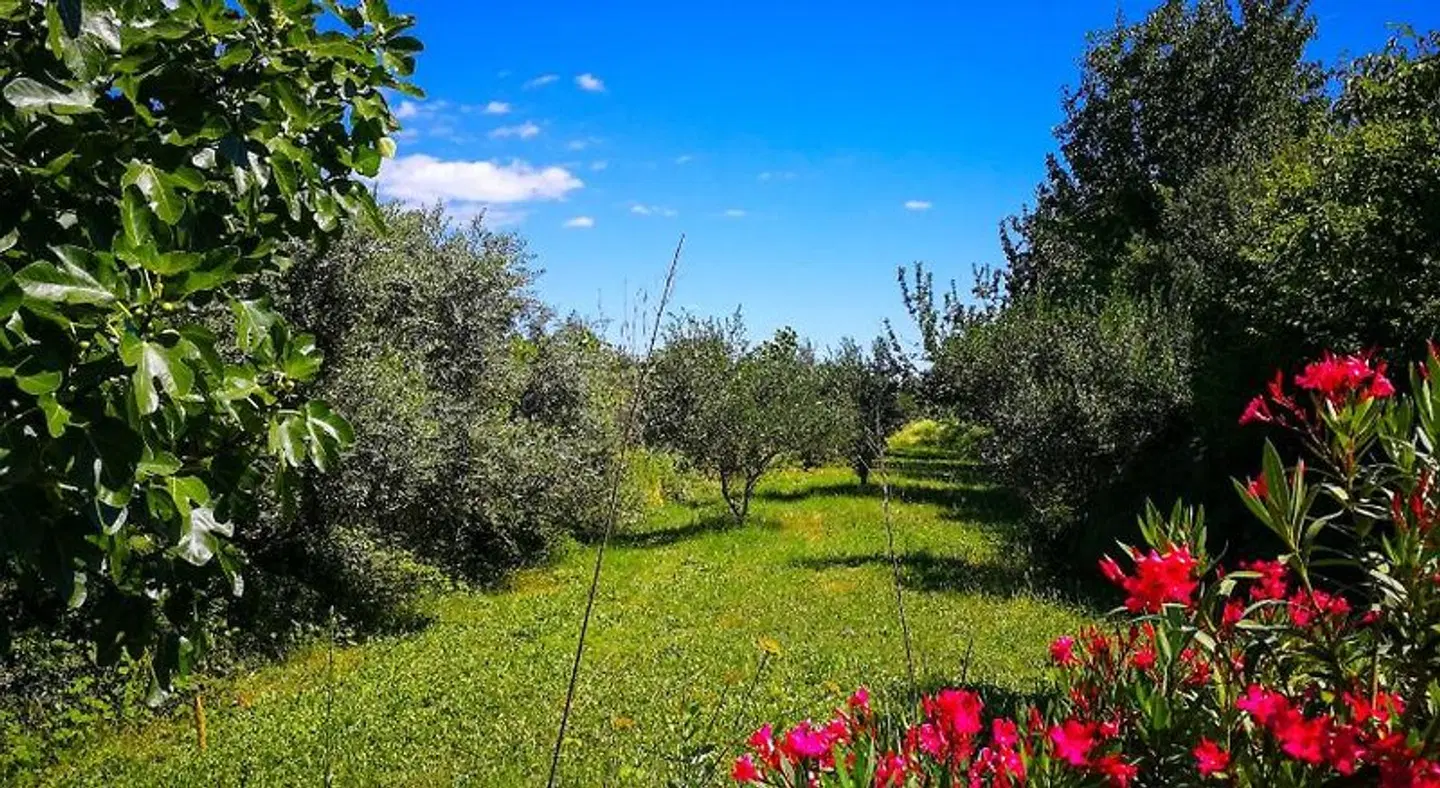 Ecohouse Oliveglia LANDSCAPE