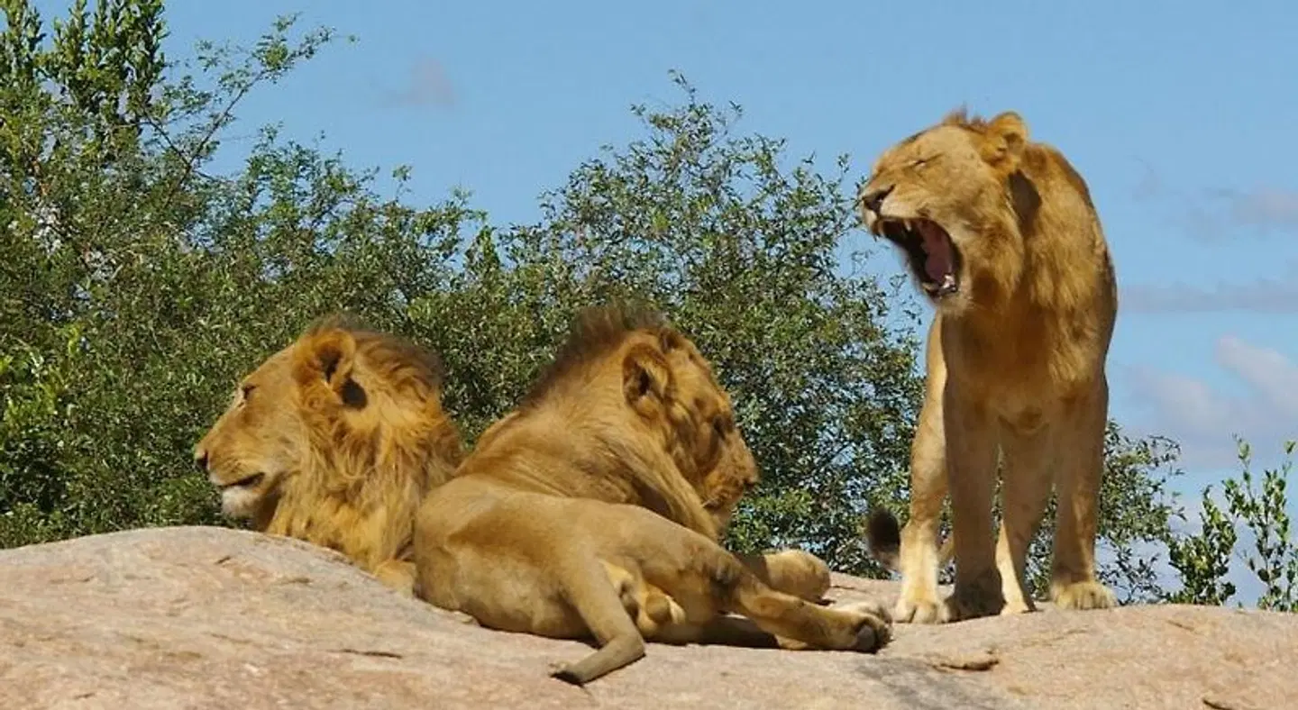 Ingwe Guesthouse Tiere