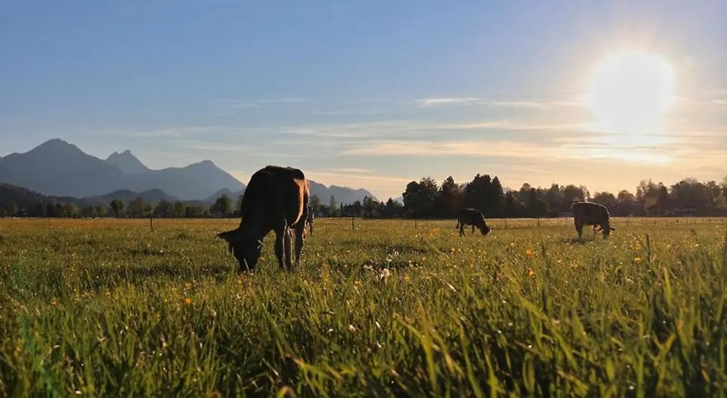 Gästehaus Köpf Tiere