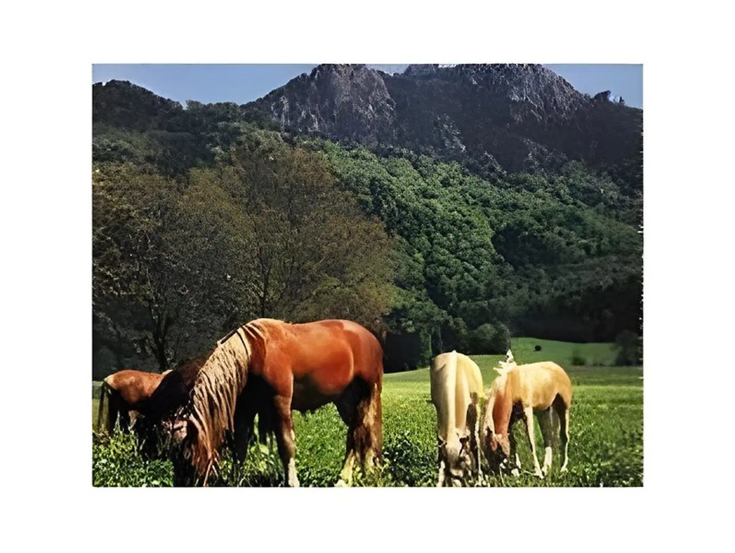 Schneiderwirt Tiere