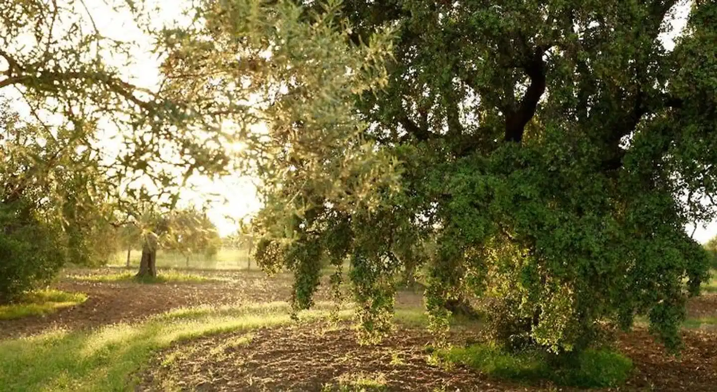 Fazenda Nova Country House Landschaft