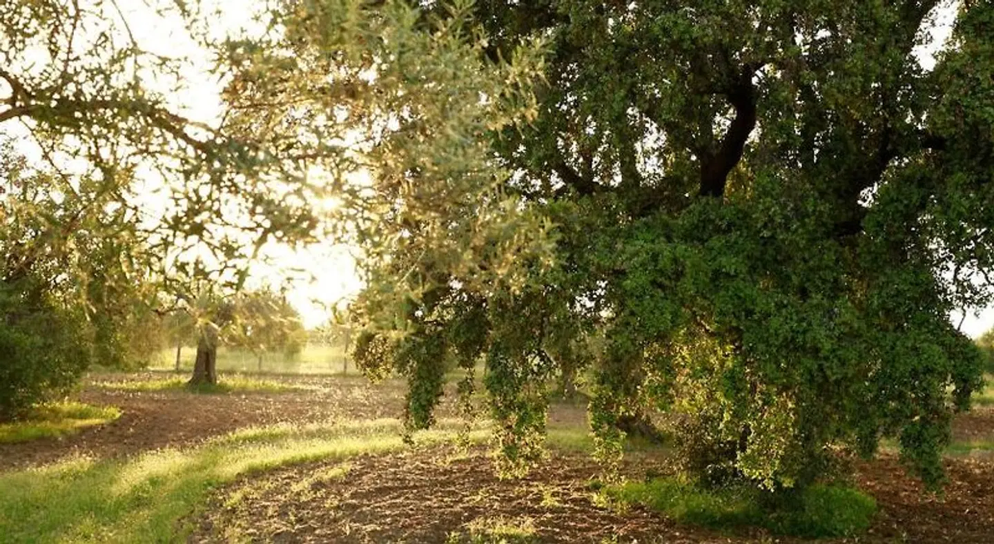 Fazenda Nova Country House LANDSCAPE