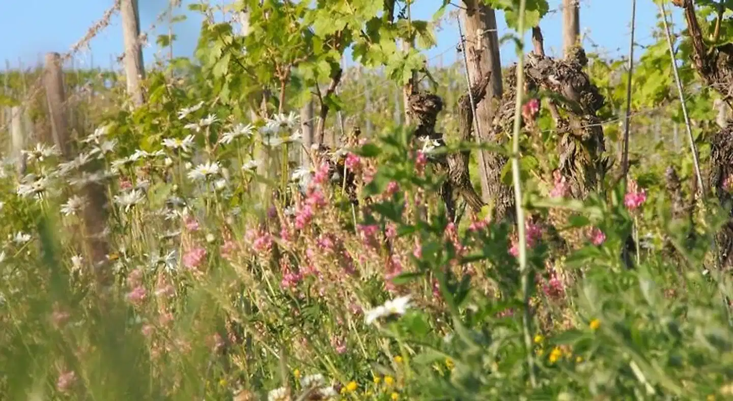 Pension Weingut Schwab Landschaft