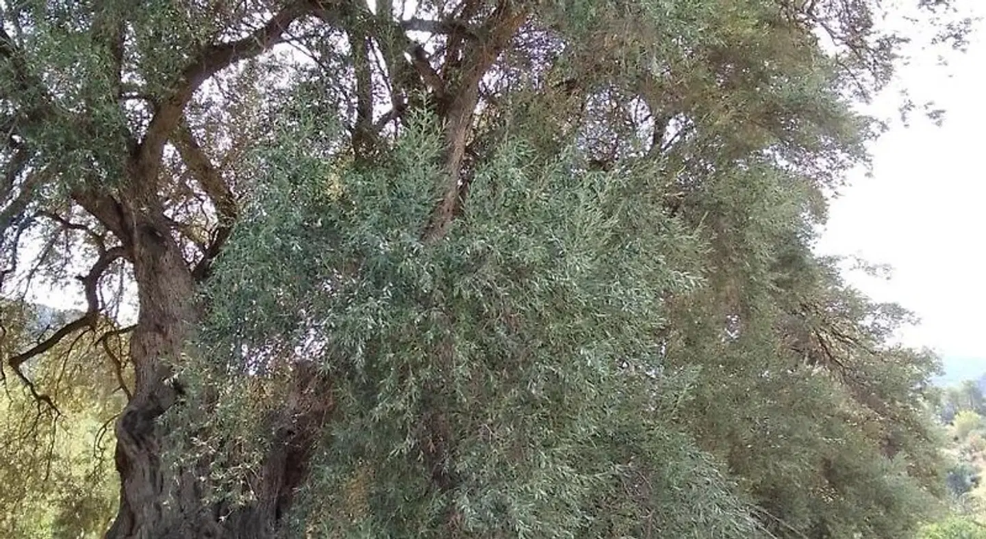 San Julian LANDSCAPE