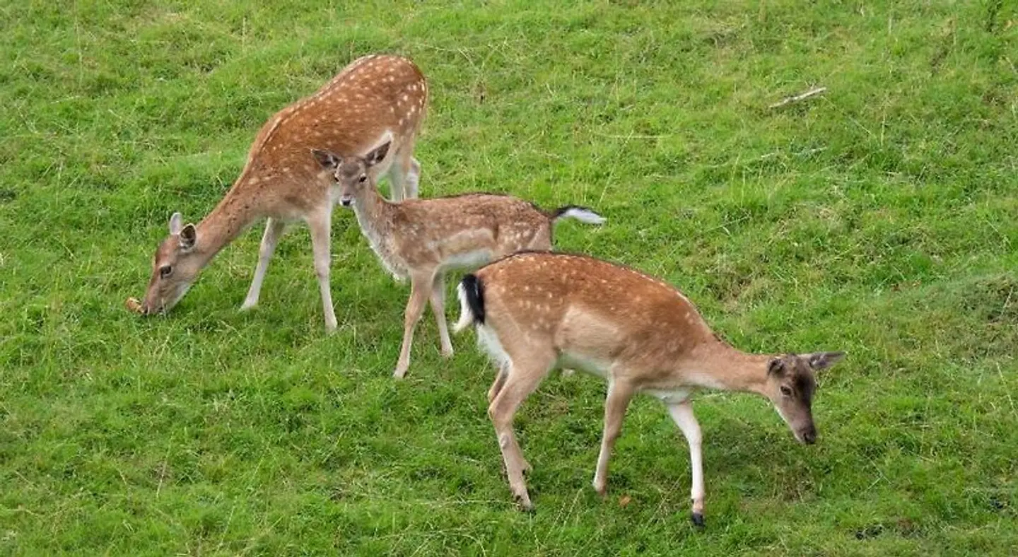 Felsenkeller Tiere