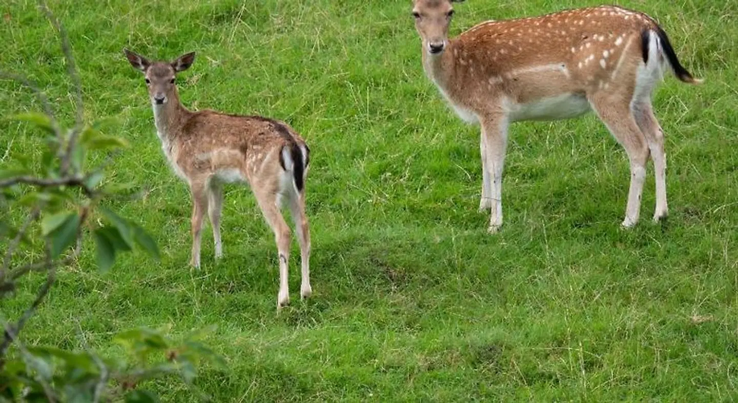 Felsenkeller Tiere
