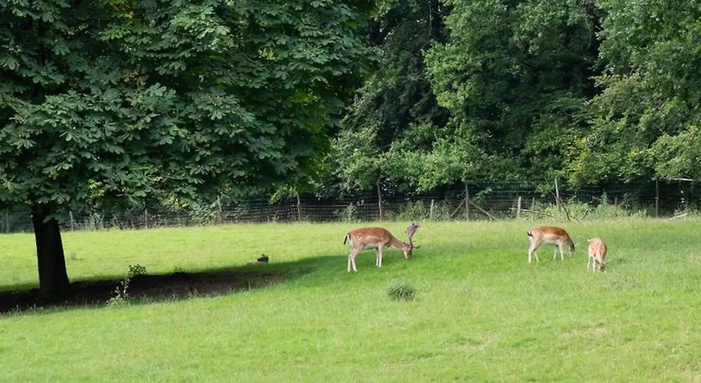 Felsenkeller Tiere