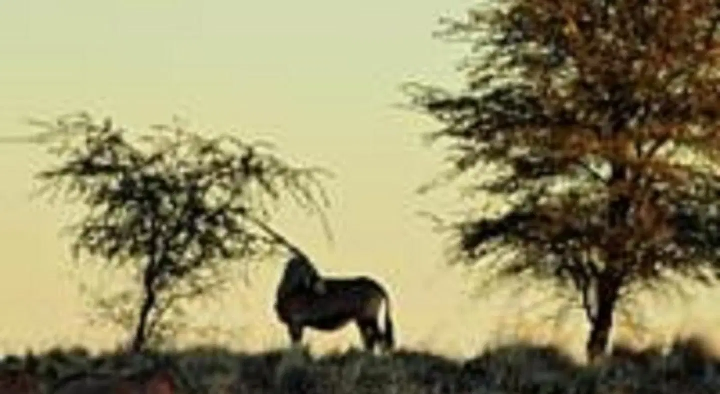 Kalahari Farmhouse Tiere
