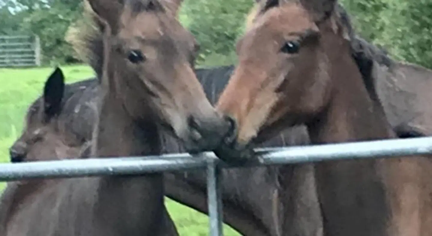 Rossmanagher House Tiere
